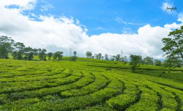 Tea Garden Dharamshala